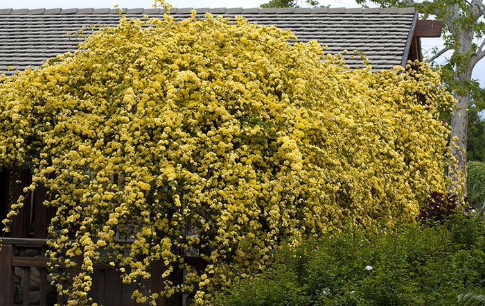 %D8%A2%D8%A8%D8%B4%D8%A7%D8%B1 %D8%B7%D9%84%D8%A7%DB%8C%DB%8C 7 - روش نگهداری گیاه آبشار طلایی ( علفی ) چگونه است ؟