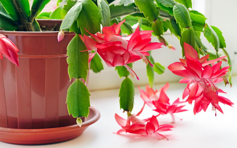 گل کریسمس شرایط نگهداری