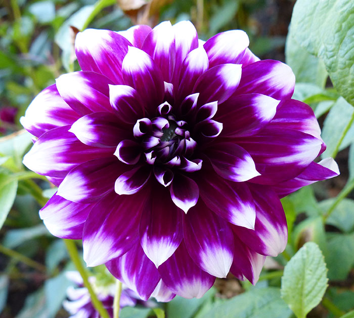 اصول نگهداری گیاه کوکب