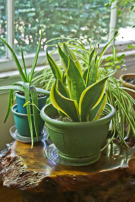 گیاهان آپارتمانی با مراقبت آسان