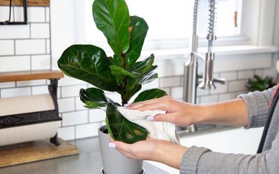 هفت روش تمییز کردن برگ گیاهان آپارتمانی