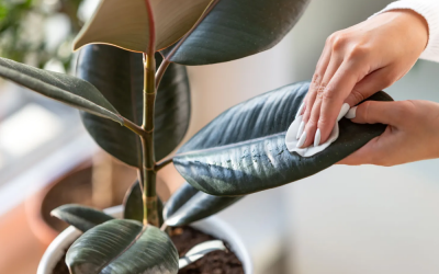 هفت روش برای تمیز کردن برگ گیاهان آپارتمانی