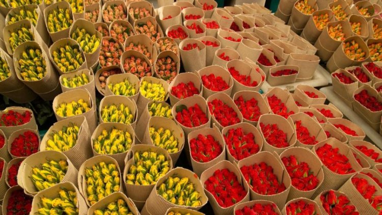 صادرات گل و گیاه به کشور عمان